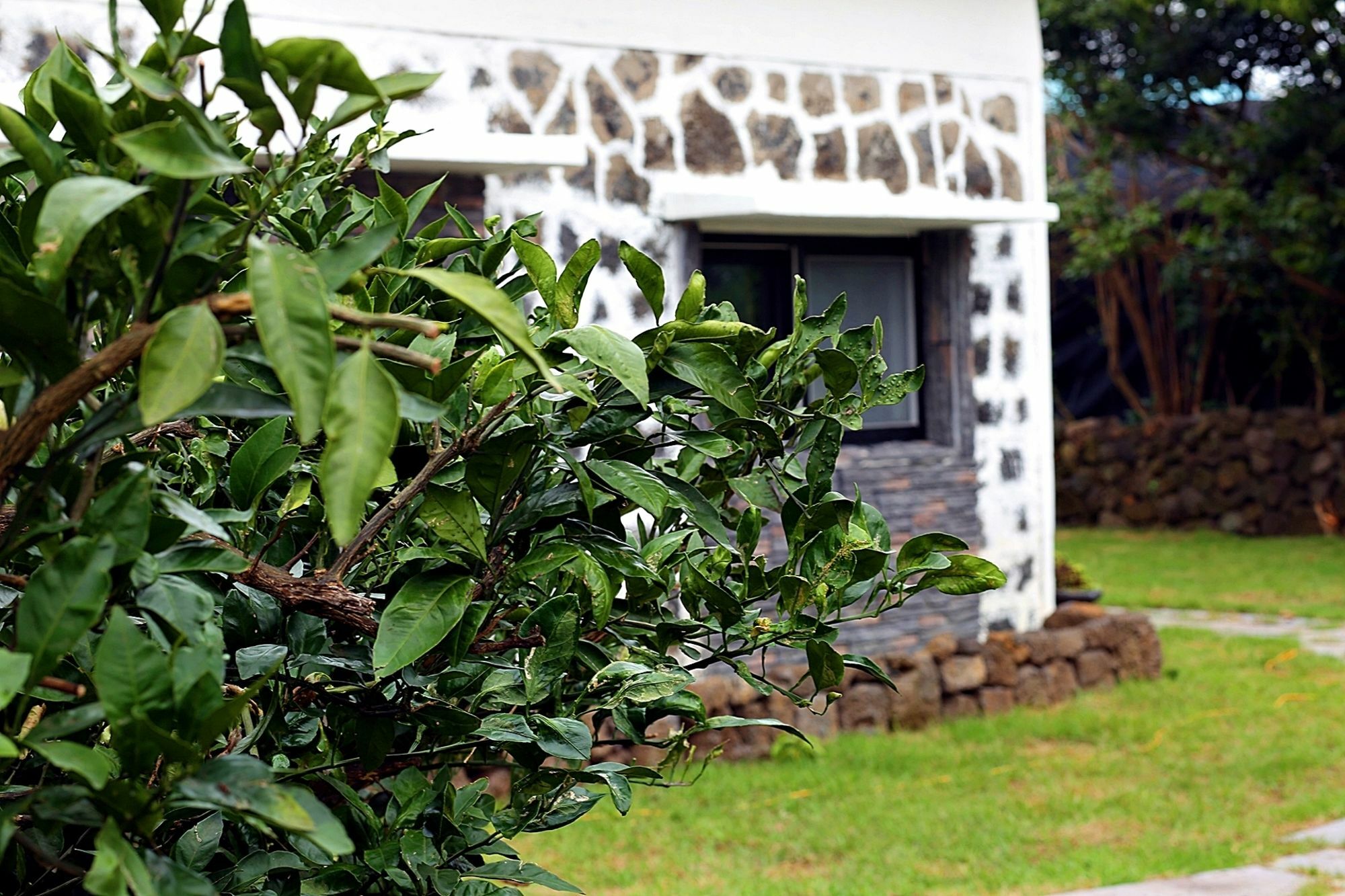 Ddobagi Pension Seogwipo Extérieur photo